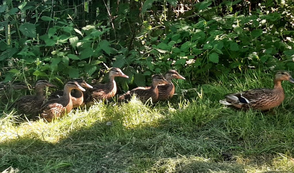 Ducks on the Move