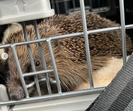 Hedgehog Rescue!