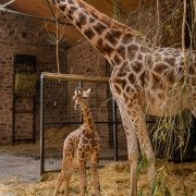 Year 7 Chester Zoo Trip